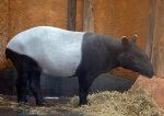 Tapir.jpg