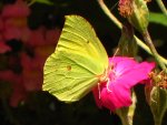 IMG_1306.jpg