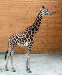Uganda-Giraffe.jpg
