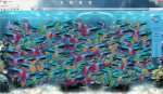 fische.jpg