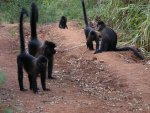 Uganda-Mangabe.jpg