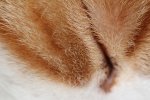 Cateye.JPG