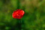 DSC_1738k.jpg