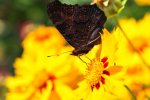 DSC_0713.jpg