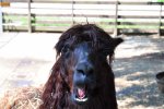 DSC_0725.jpg
