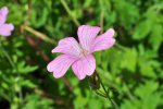 DSC_0768.jpg