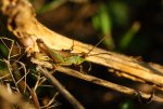 IMG_9178nz.JPG