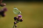 IMG_9253vp.JPG