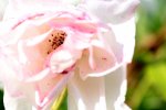 Close ups Garten 076.JPG