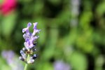 Close ups Garten 082.JPG