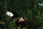 Close ups Garten 150.JPG