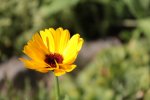 Close ups Garten 205.jpg
