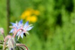 Close ups Garten 210.JPG