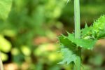 Close ups Garten 130.JPG