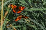 IMG_5602-2.jpg
