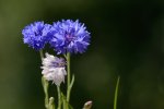 DSC_7286k.jpg