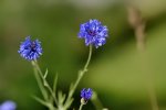 DSC_7295k.jpg