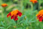 DSC_0871.jpg