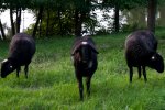 DSC01109.jpg