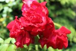 IMG_0054.JPG