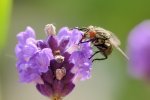 DSC_7353k.jpg