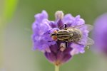DSC_7355k.jpg