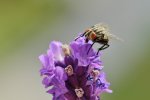 DSC_7377k.jpg