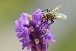 DSC_7381k.jpg