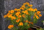 DSC05711_900.jpg
