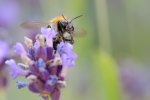 DSC_7414k.jpg