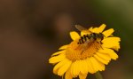 DSC02847.JPG