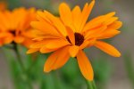 DSC_1964k.jpg