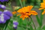DSC_1971k.jpg