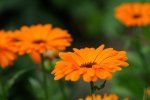 DSC_1972k.jpg