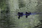 Ungeheuersee0015.jpg