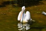 Zoo Heidelberg 379 [50% mit copyright].JPG