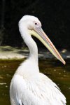 Zoo Heidelberg 382 [50% mit copyright].JPG