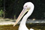 Zoo Heidelberg 385 [50% mit copyright].JPG