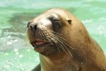 Zoo Heidelberg 500 [50% mit copyright].JPG
