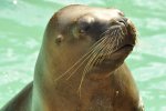 Zoo Heidelberg 501 [50% mit copyright].JPG