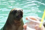 Zoo Heidelberg 545 [50% mit copyright].JPG