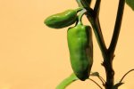 Chili.jpg
