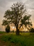 Baum.jpg