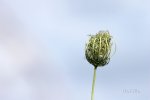 FlyPic (1).jpg