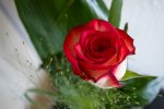 IMGP3584-2.jpg