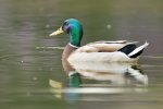 DSC_1035k.jpg