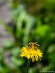 20130811-DSC_0053.jpg