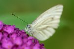 DSC_7534k.jpg