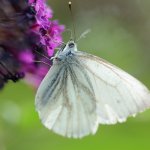 DSC_7539k.jpg