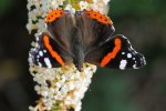 DSC_2561k.jpg